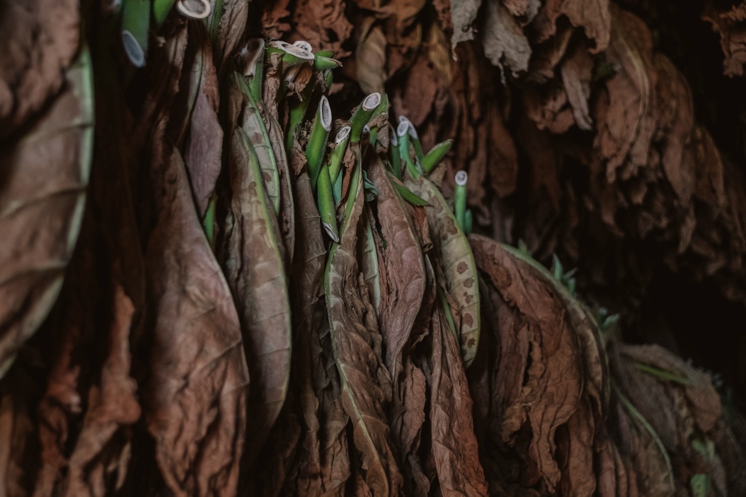 The History of Tobacco: From Leaves to Luxury