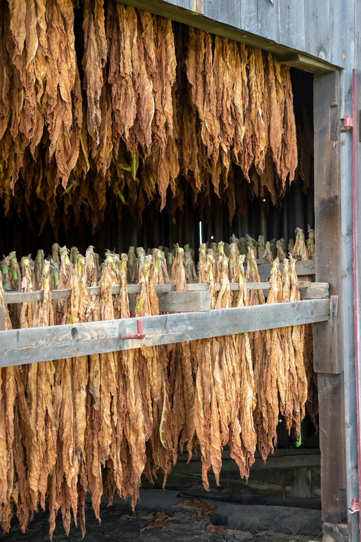Tips for Choosing the Perfect Pipe or Cigar